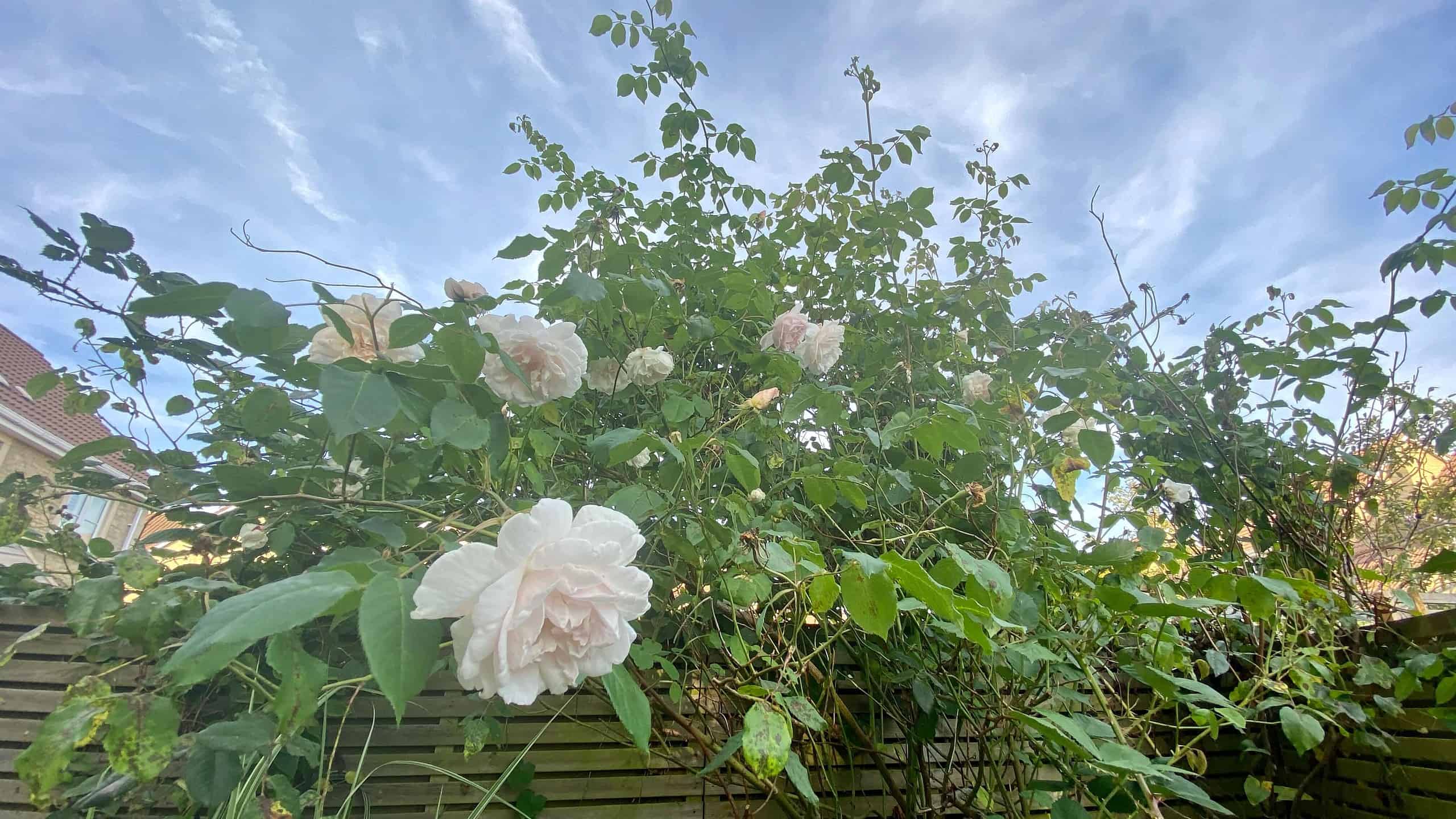 What To Do In The Garden In September garden-in-september-rose-white