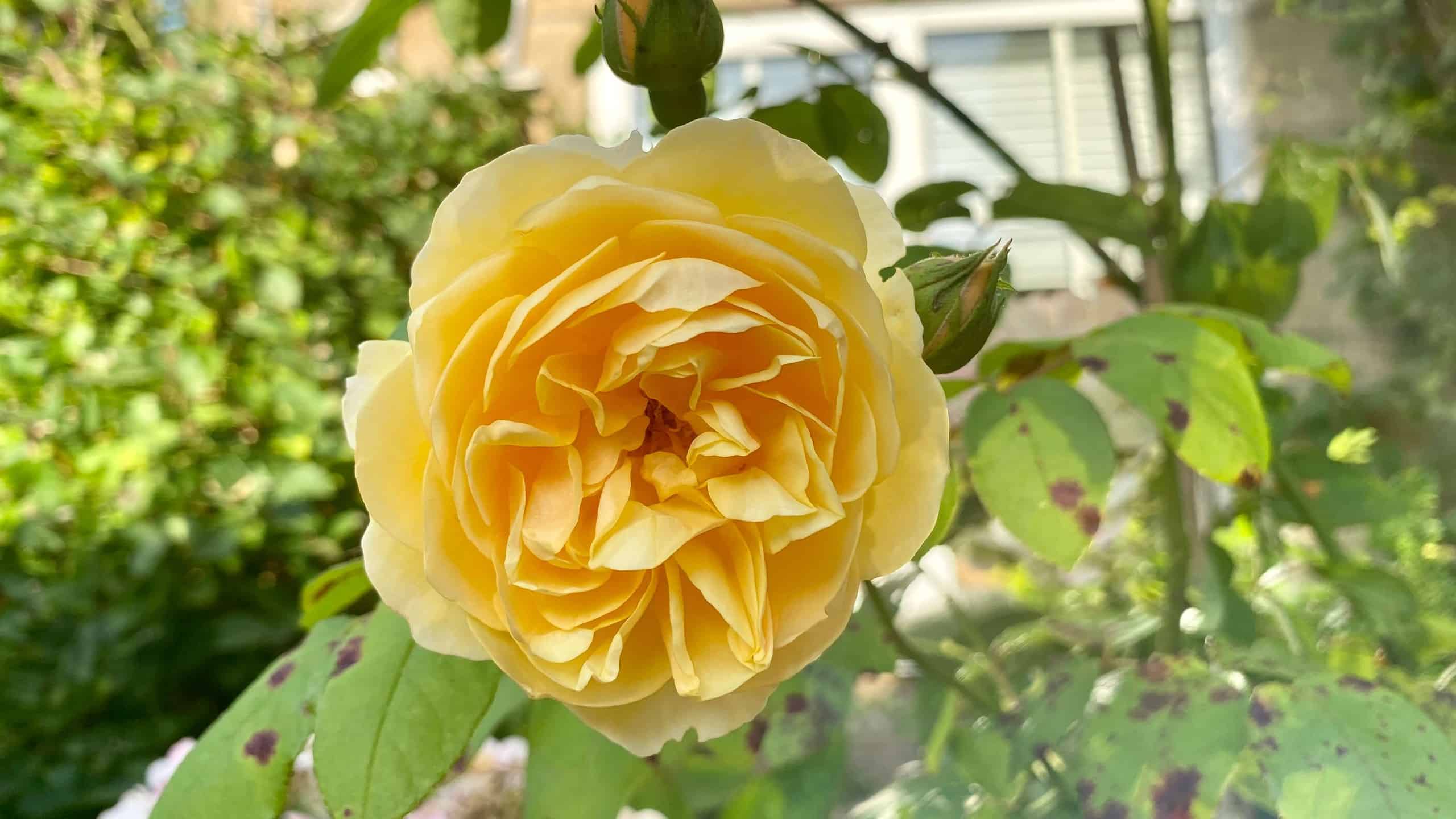What To Do In The Garden In September garden-in-september-rose-yellow