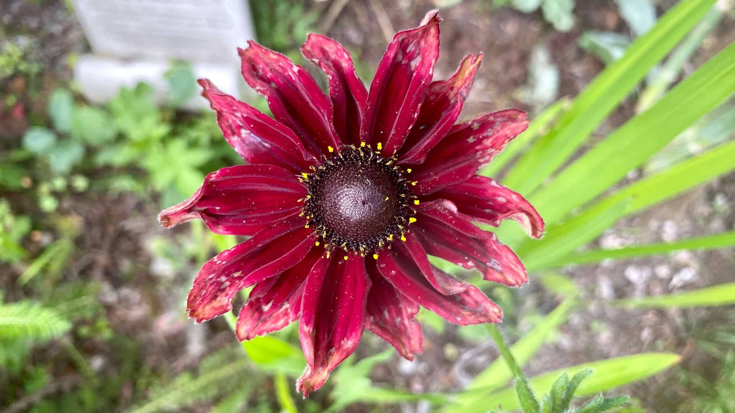 What To Do In The Garden In September garden-in-september-rudbeckia-crimson