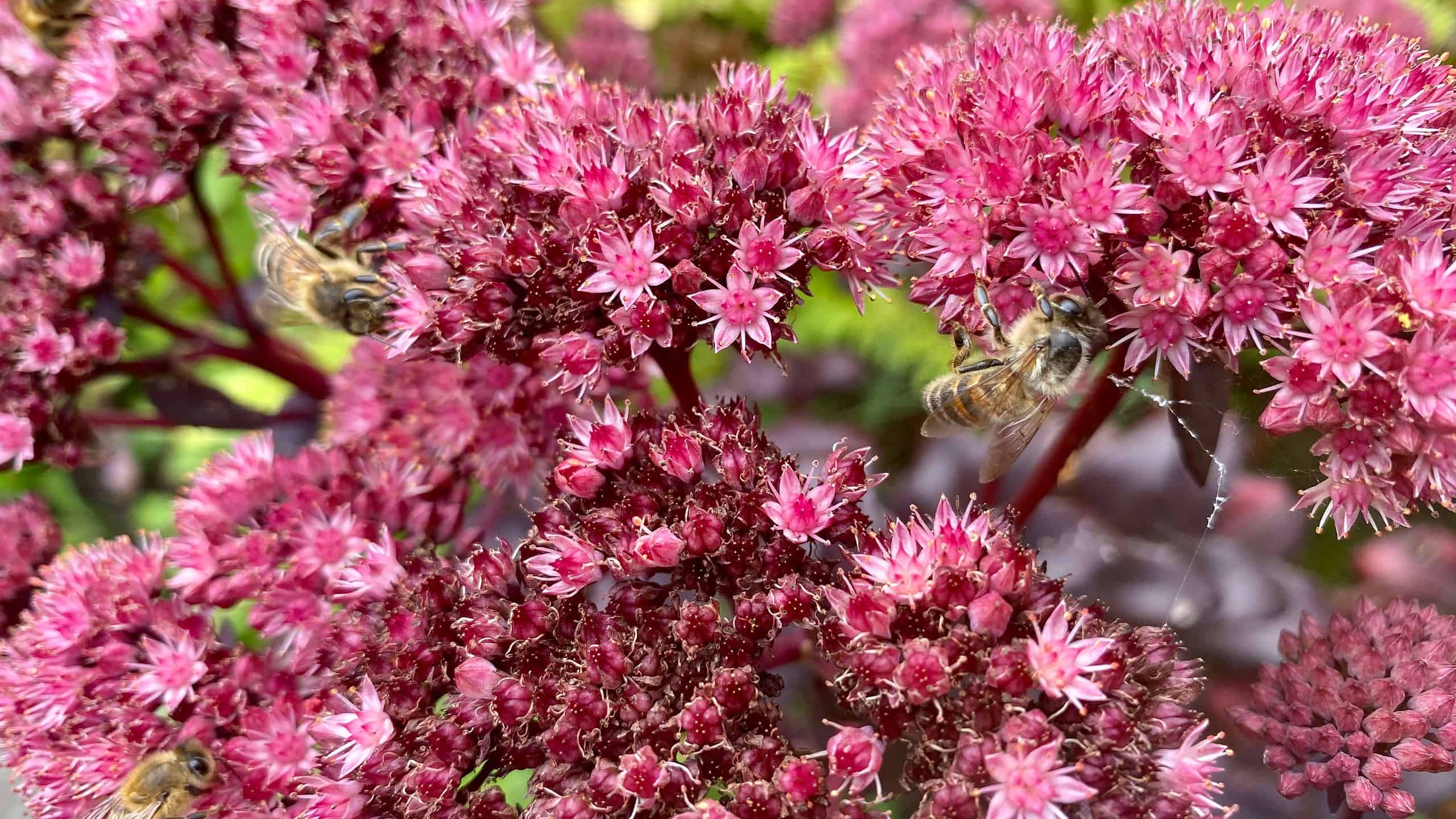 What To Do In The Garden In September garden-in-september-sedum-bees