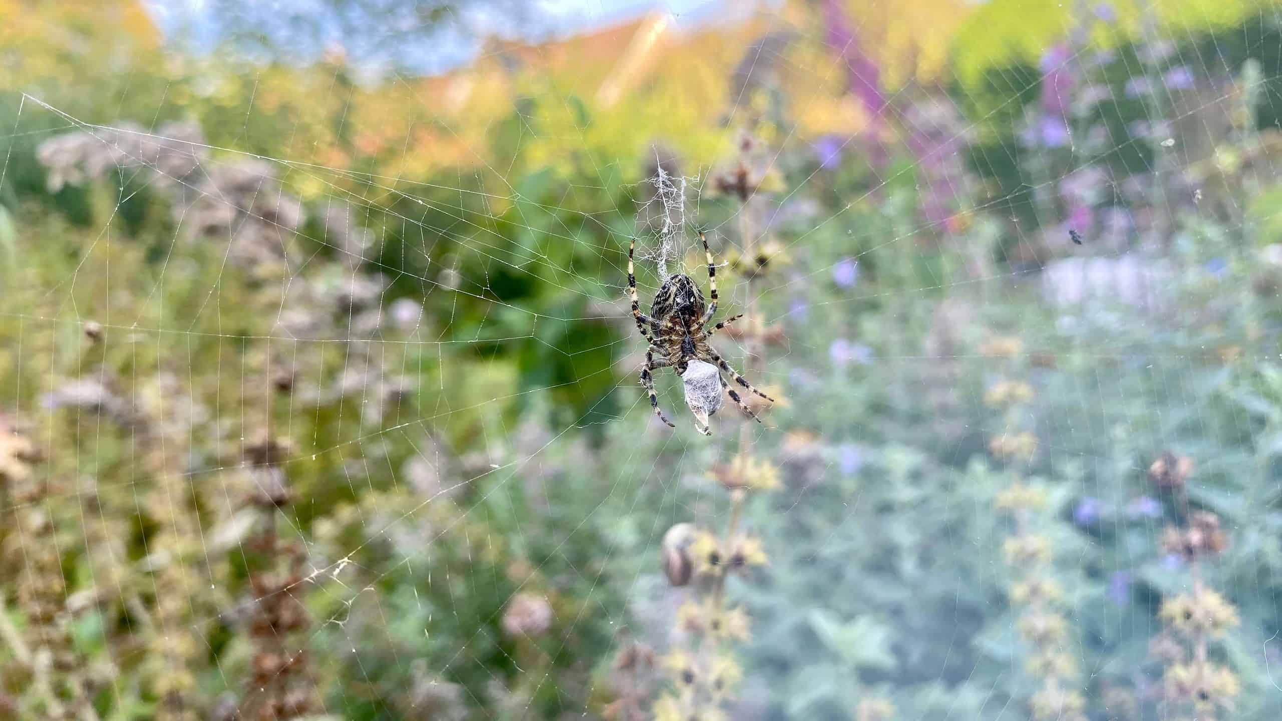 What To Do In The Garden In September garden-in-september-spider-01