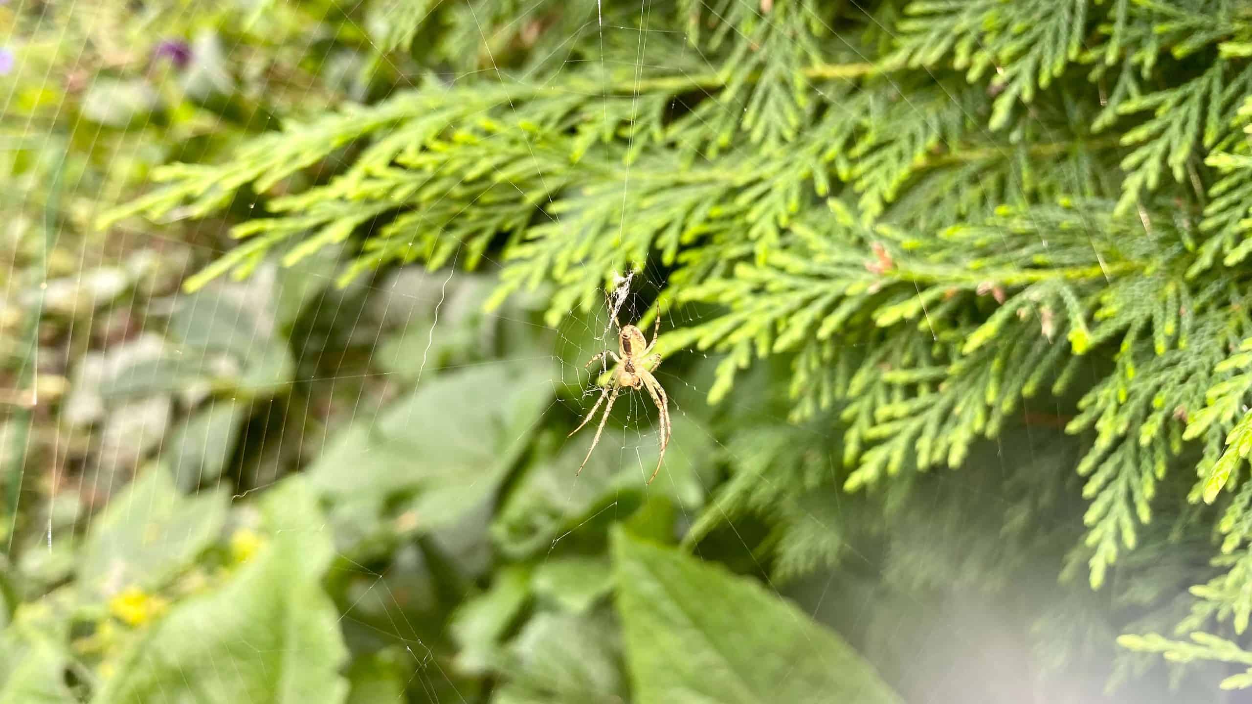 What To Do In The Garden In September garden-in-september-spider-02