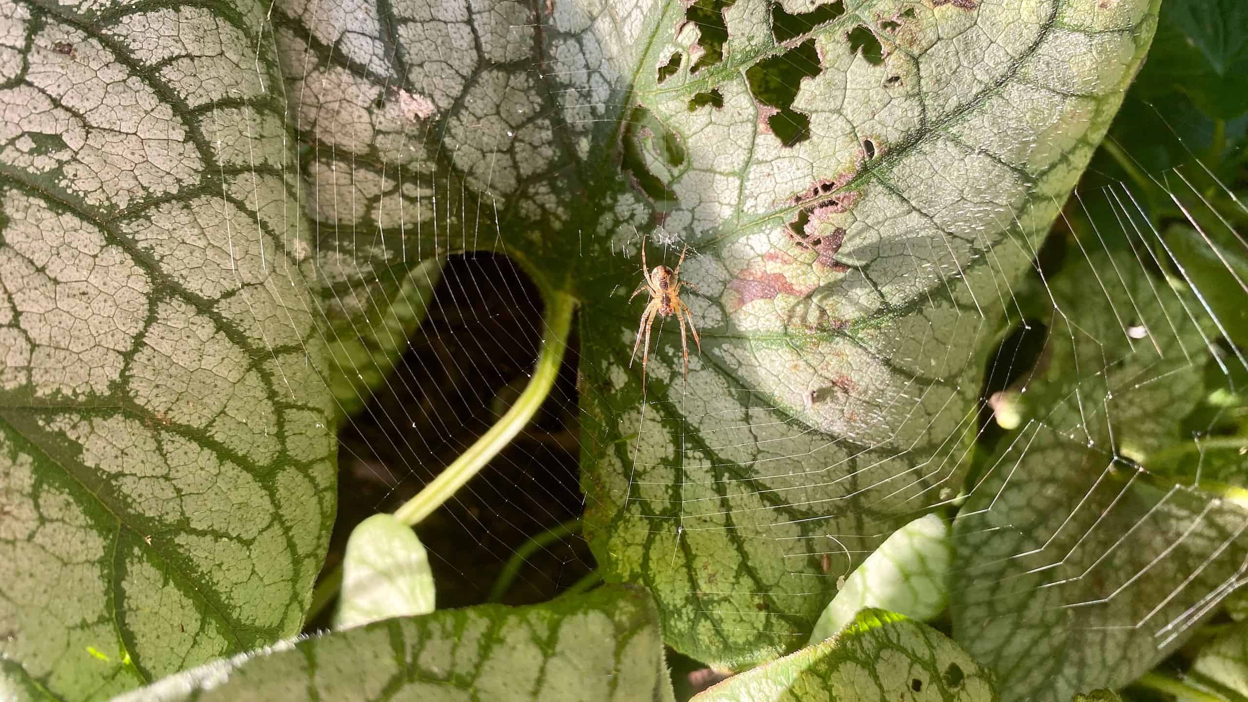 What To Do In The Garden In September garden-in-september-spider-03