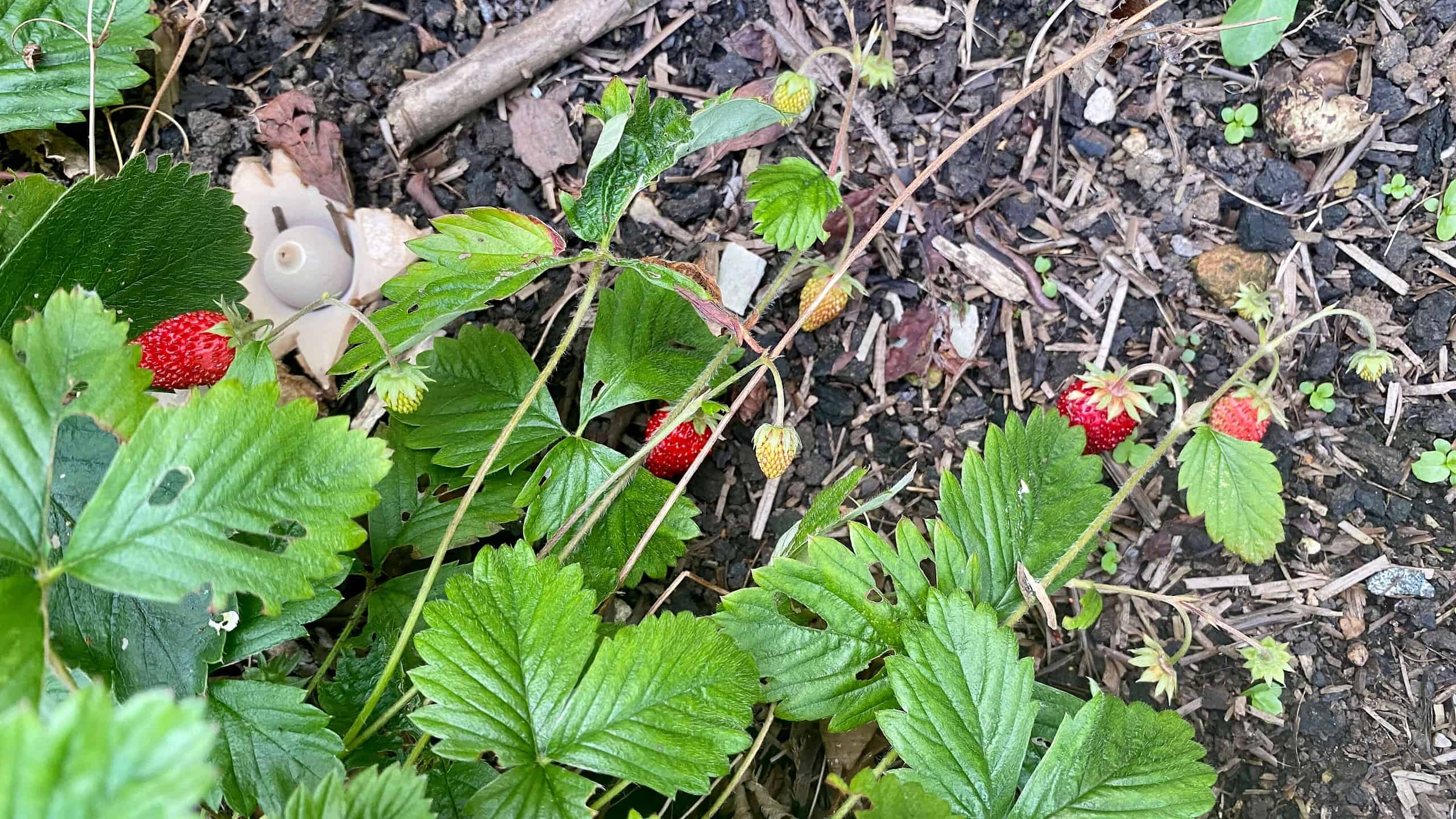 What To Do In The Garden In September garden-in-september-strawberries