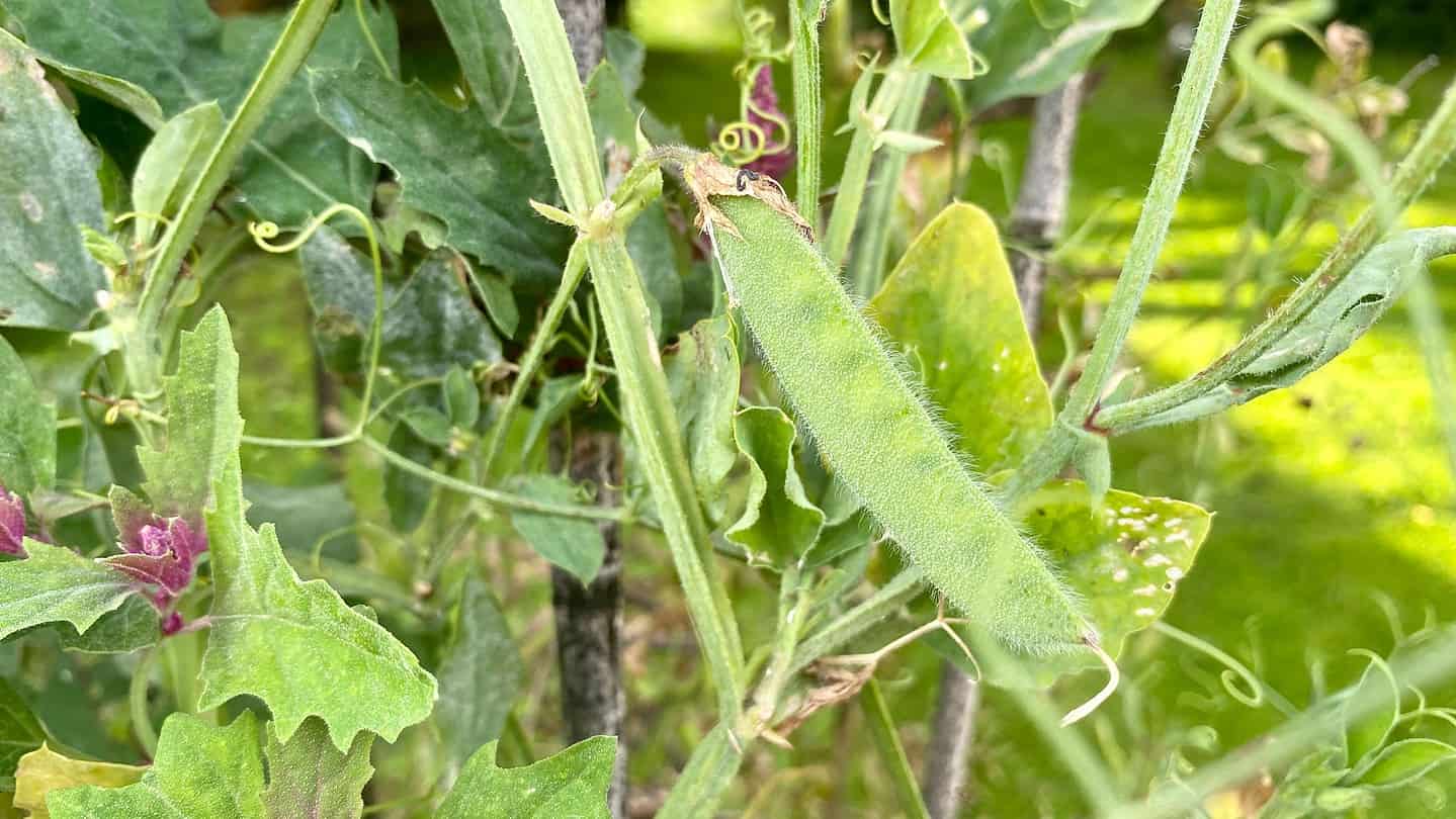 What To Do In The Garden In September garden-in-september-sweetpeas-seeds