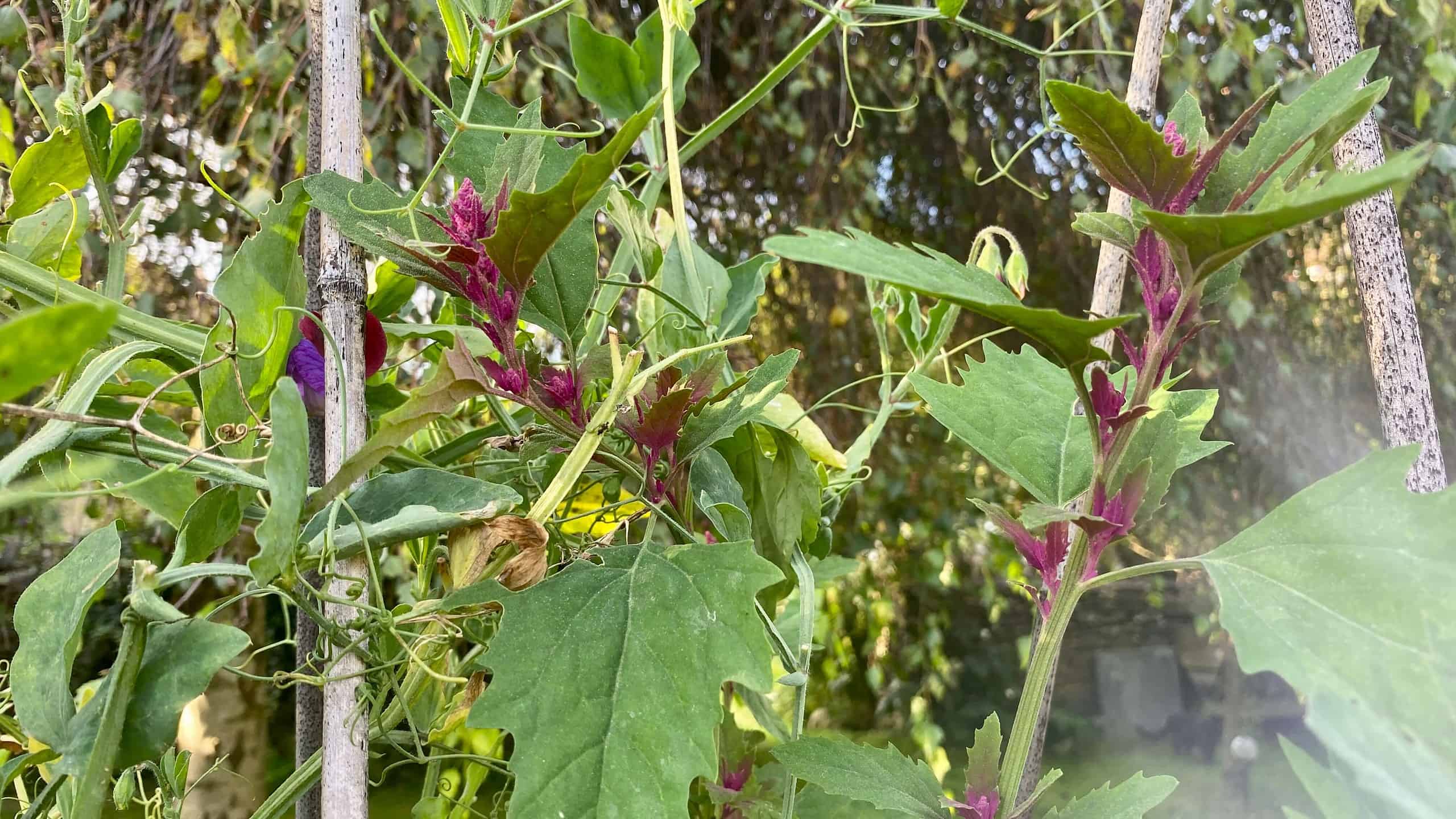 What To Do In The Garden In September garden-in-september-sweetpeas-wildspinach