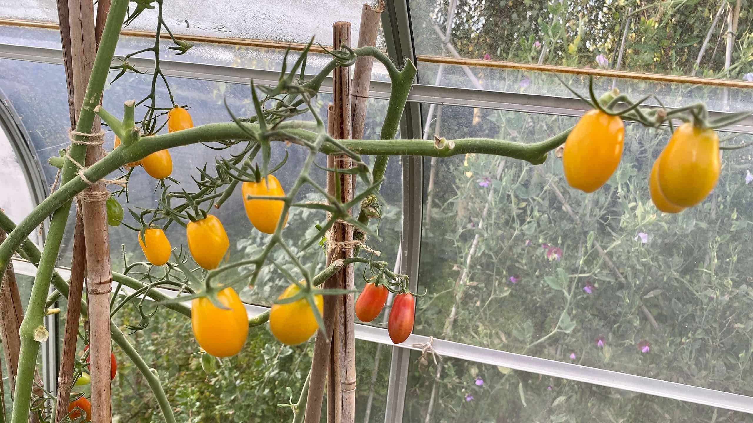 What To Do In The Garden In September garden-in-september-tomatoes-01