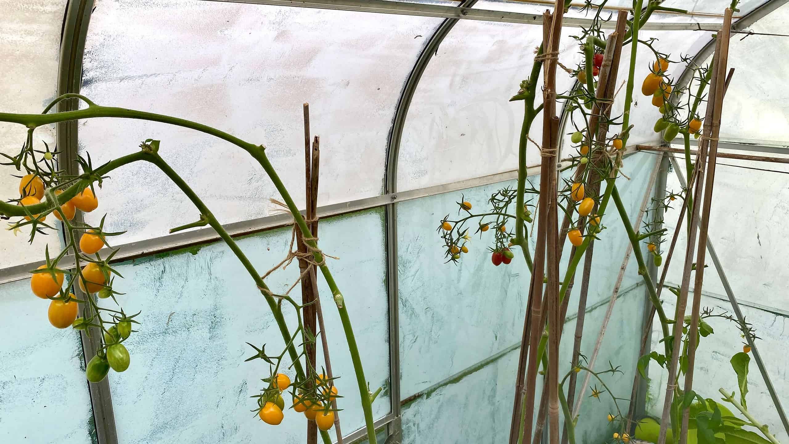What To Do In The Garden In September garden-in-september-tomatoes-02