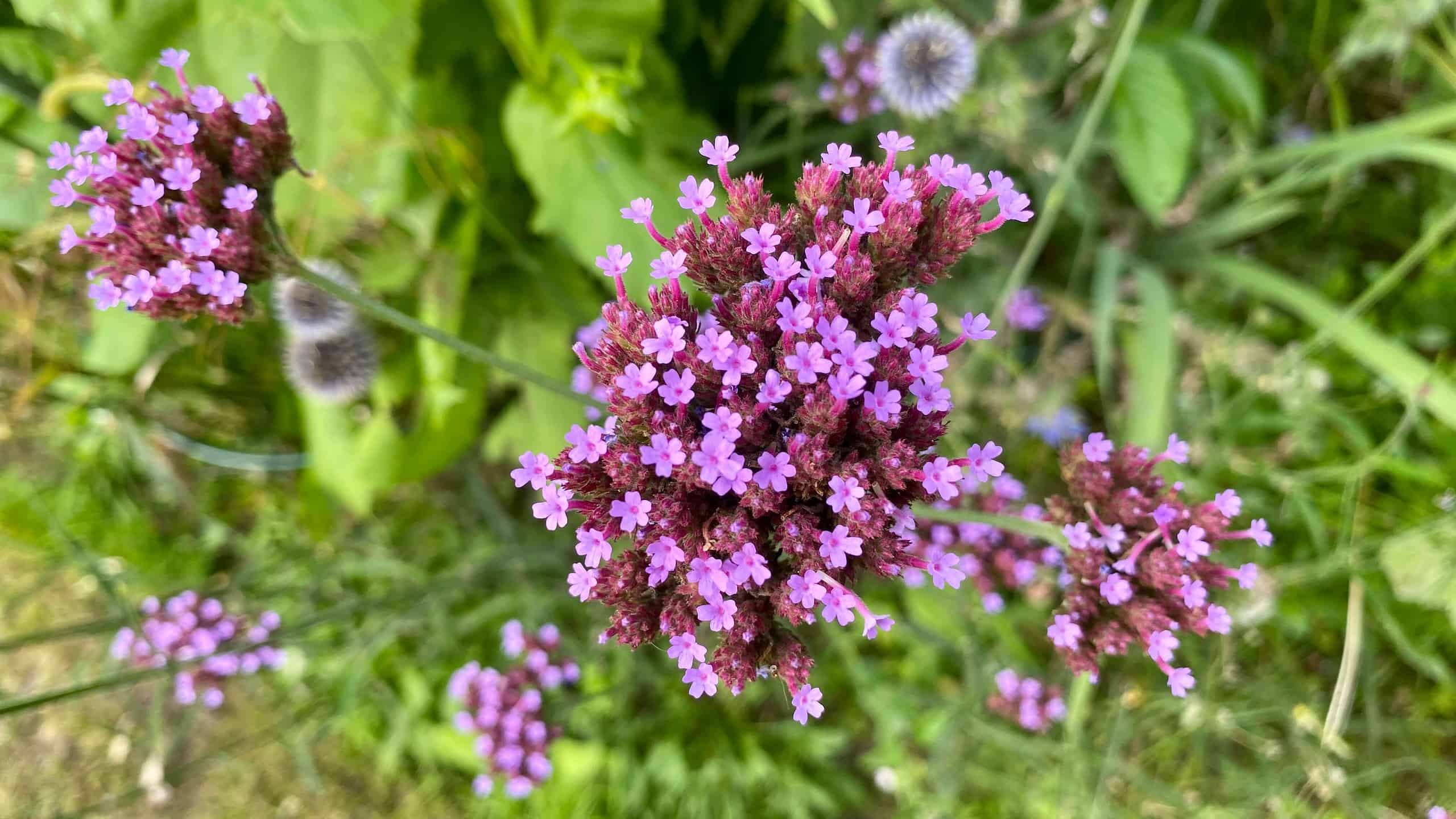 What To Do In The Garden In September garden-in-september-verbena-bonariensis
