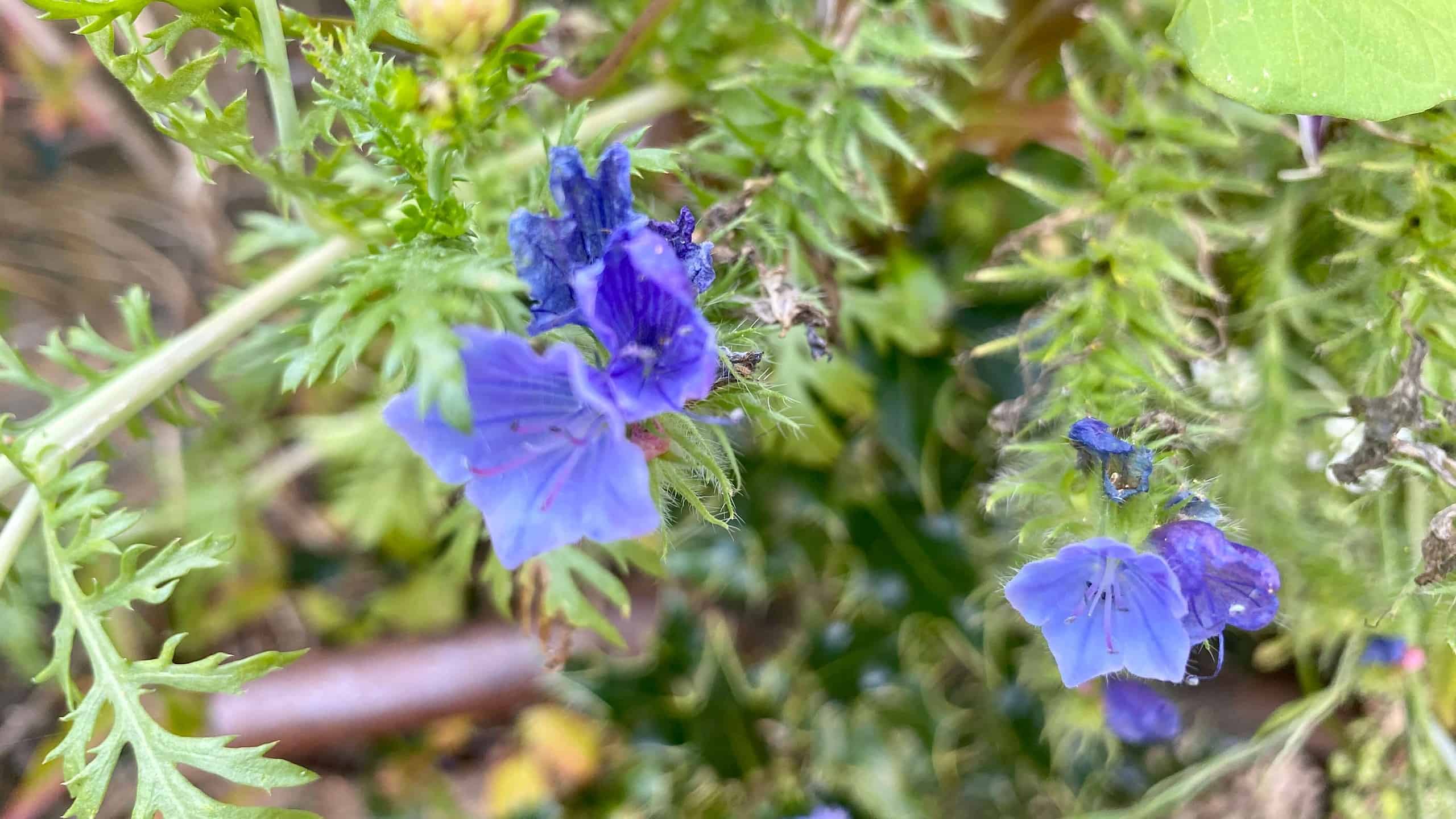 What To Do In The Garden In September garden-in-september-vipers-bugloss