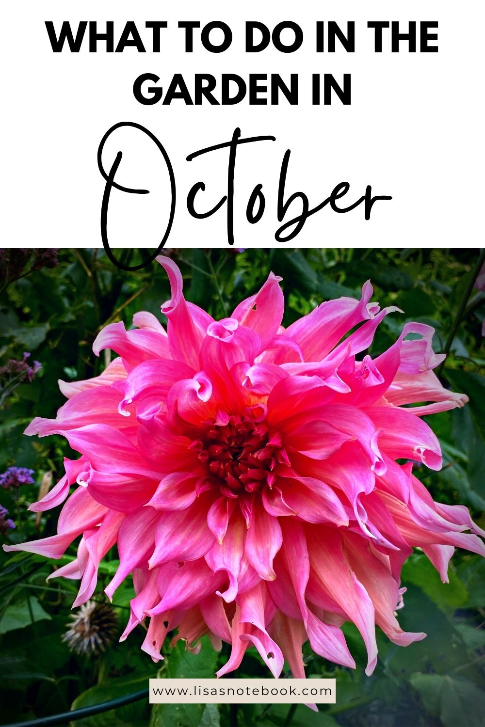What To Do In The Garden In October garden-in-october-dahlia-pinterest