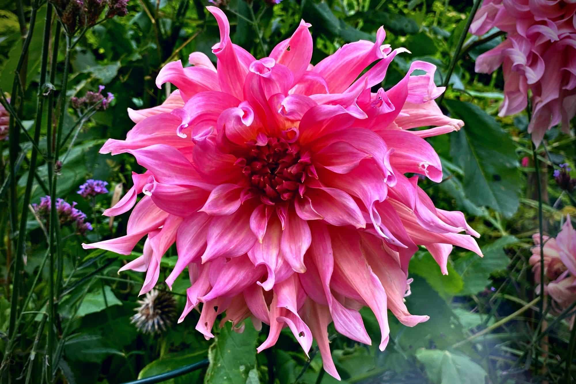What To Do In The Garden In October garden-in-october-dahlia