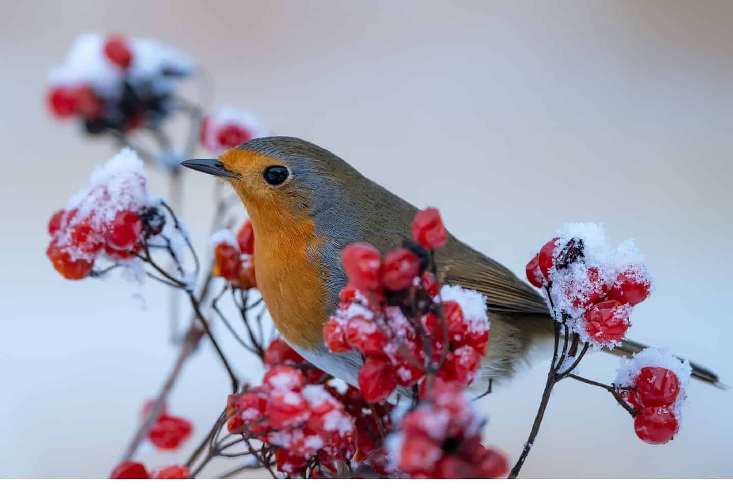 How To Help Garden Birds in Winter – Easy Tips & Tricks | Lisa's Notebook