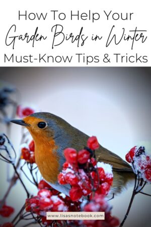 How To Help Garden Birds in Winter – Easy Tips & Tricks | Lisa's Notebook