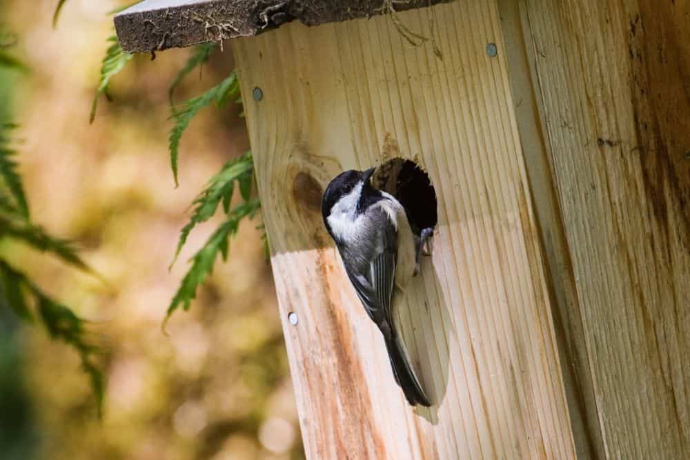 How To Help Garden Birds in Winter – Easy Tips & Tricks | Lisa's Notebook