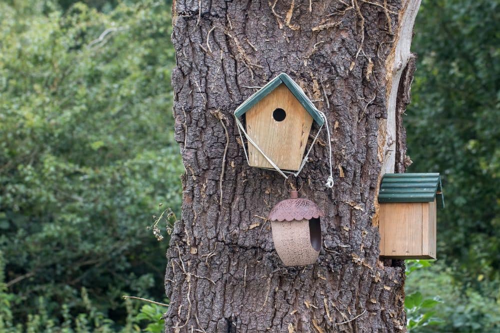 How To Help Garden Birds in Winter – Easy Tips & Tricks | Lisa's Notebook