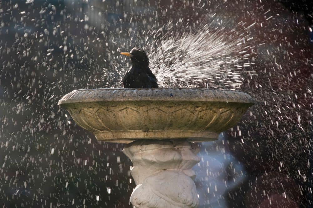 How To Help Garden Birds in Winter – Easy Tips & Tricks | Lisa's Notebook
