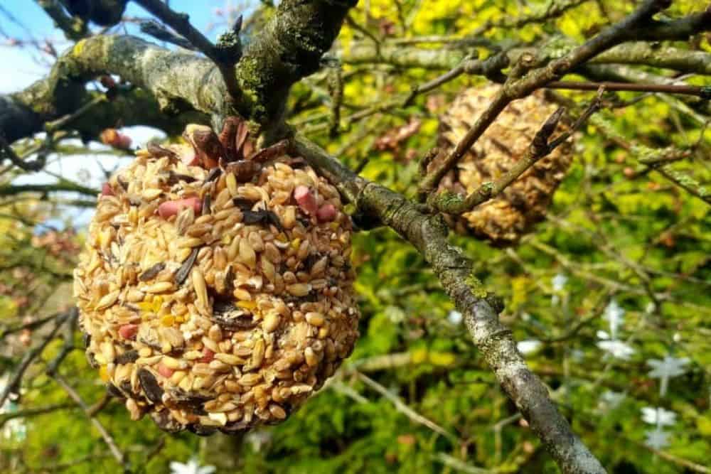 How To Help Garden Birds in Winter – Easy Tips & Tricks | Lisa's Notebook