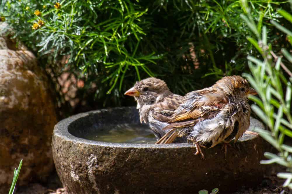 How To Help Garden Birds in Winter – Easy Tips & Tricks | Lisa's Notebook
