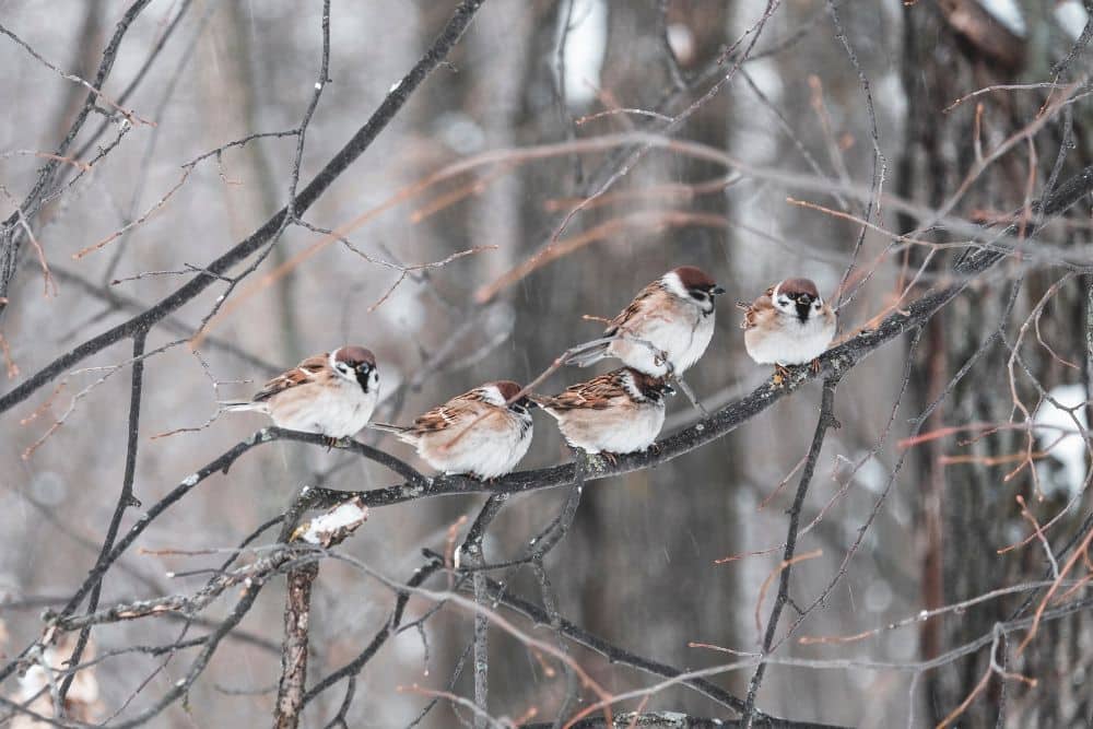 How To Help Garden Birds in Winter – Easy Tips & Tricks | Lisa's Notebook
