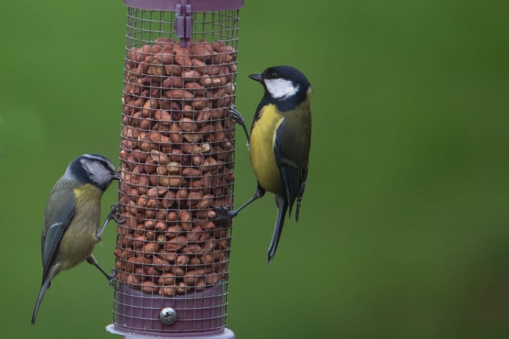How To Help Garden Birds in Winter – Easy Tips & Tricks | Lisa's Notebook