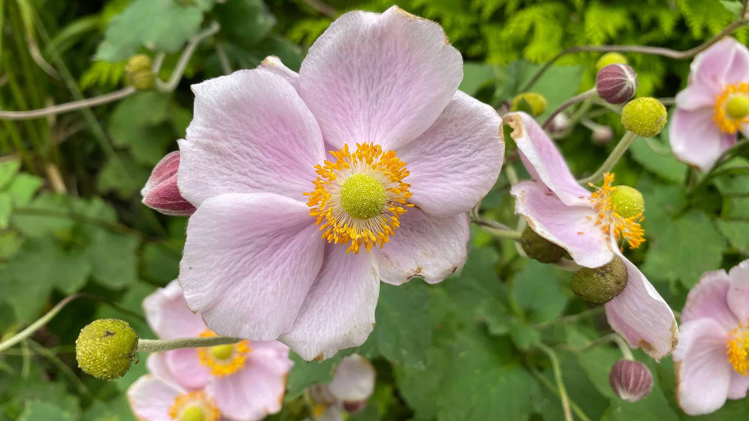 What To Do In The Garden In October garden-in-october-anemone-pink