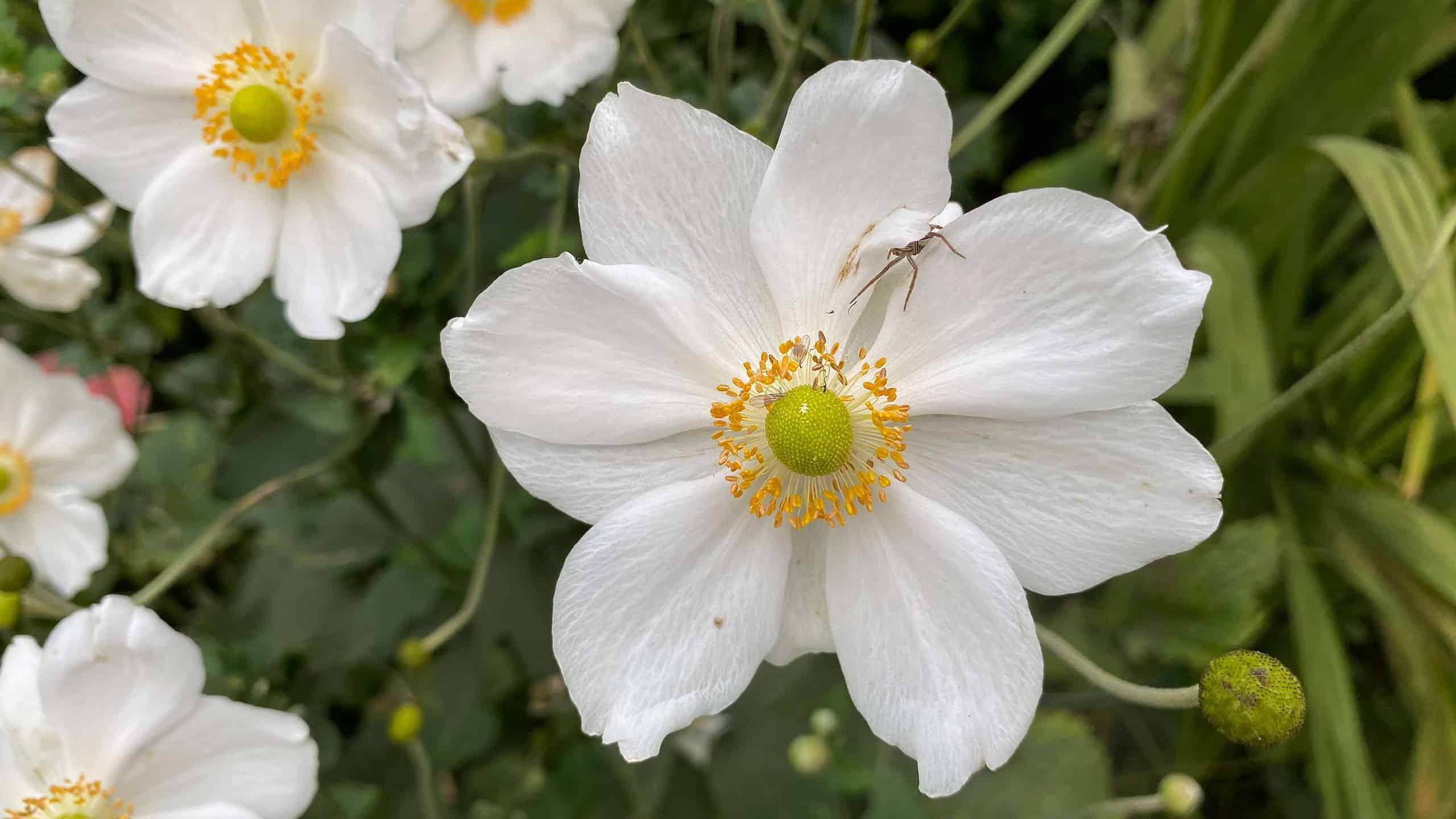 What To Do In The Garden In October garden-in-october-anemone-white
