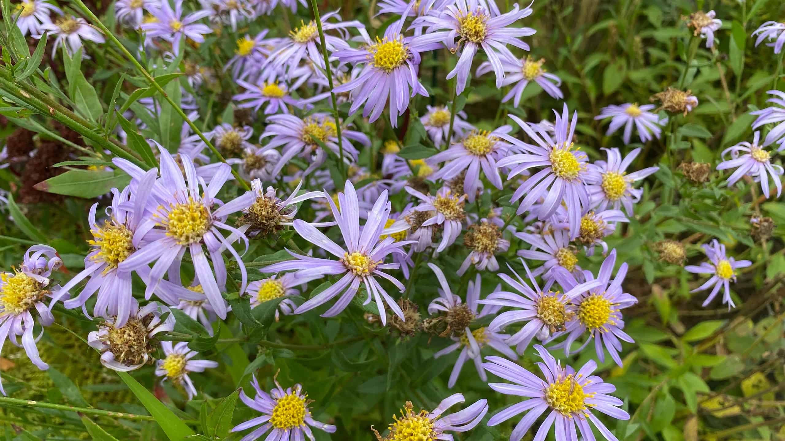 What To Do In The Garden In October garden-in-october-asters-mauve