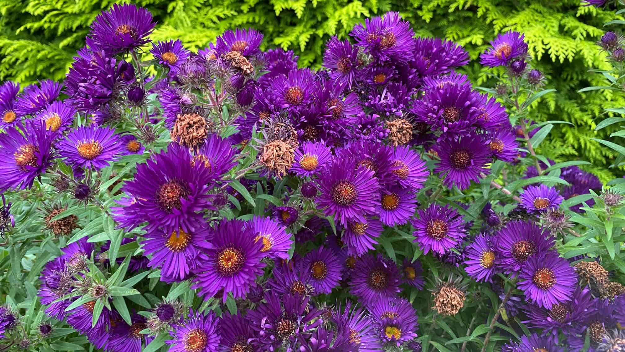 What To Do In The Garden In October garden-in-october-asters-purple