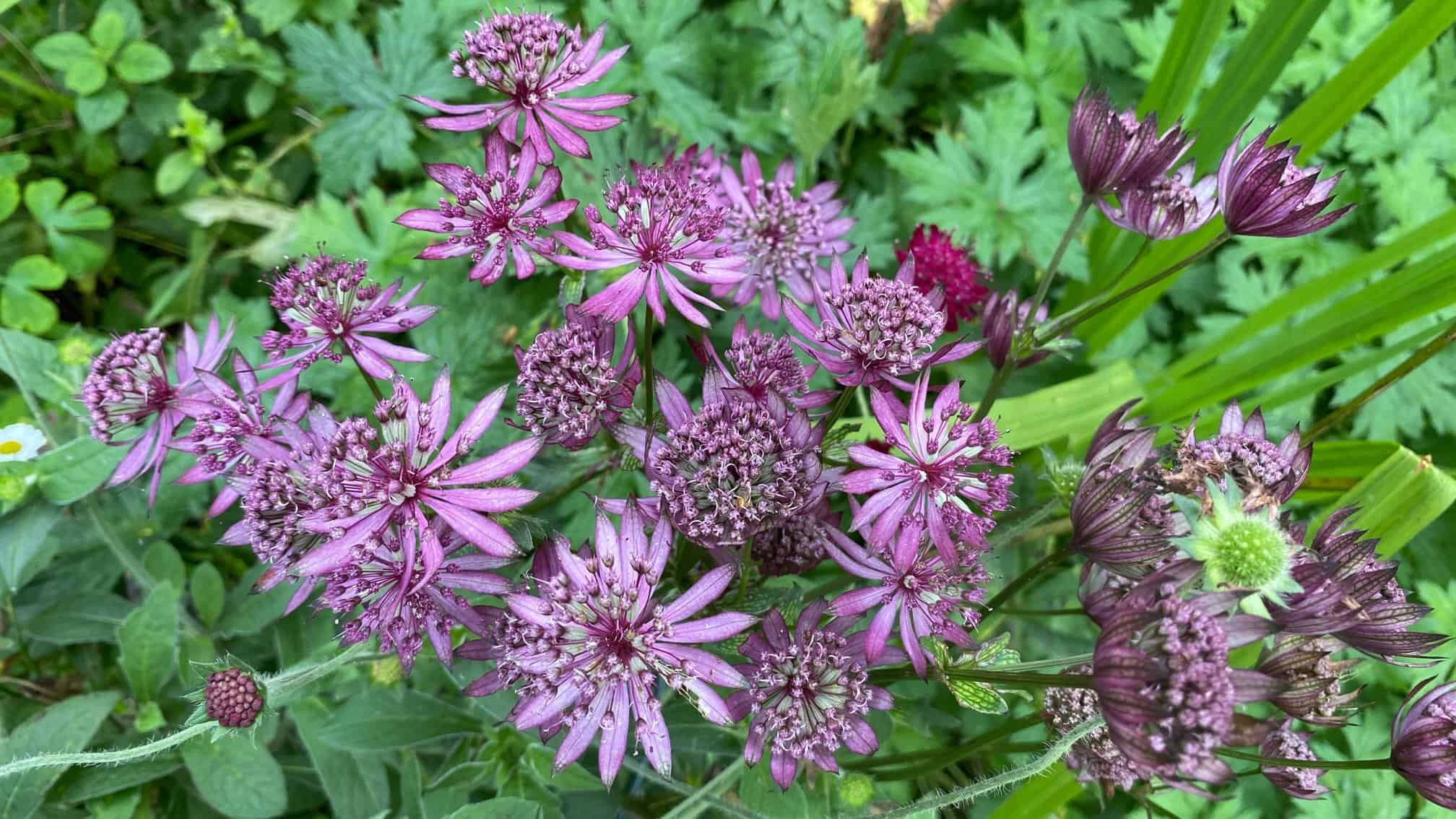 What To Do In The Garden In October garden-in-october-astrantias-pink