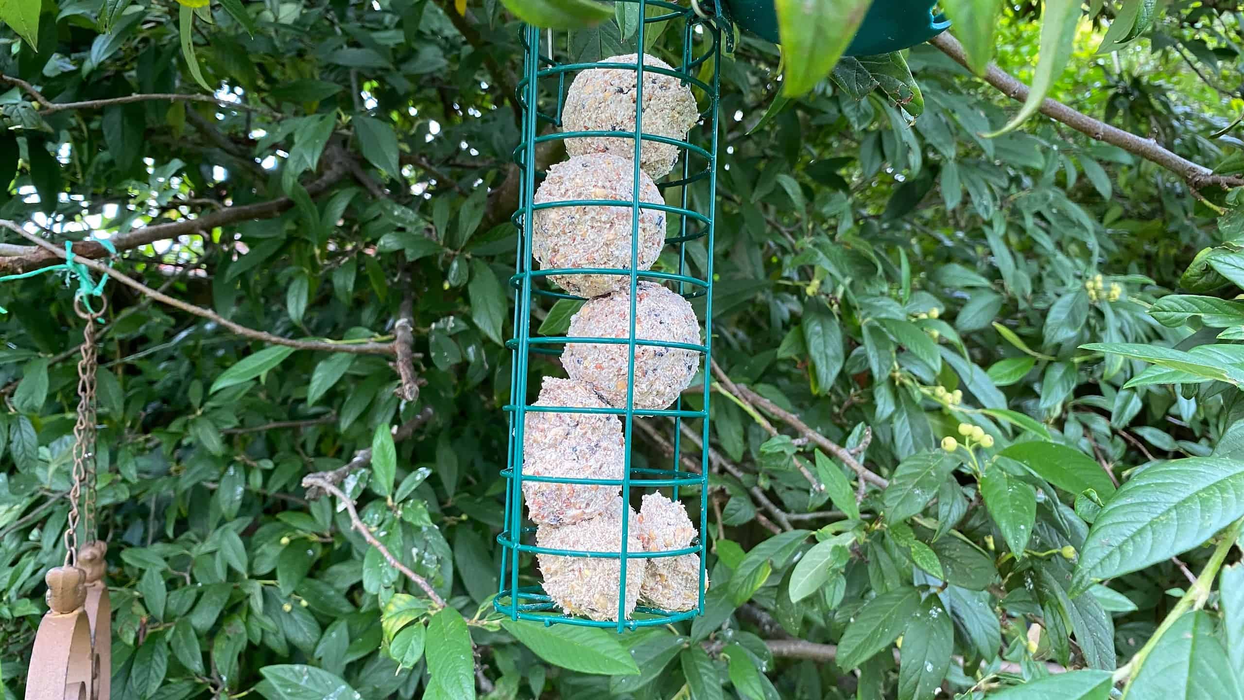 What To Do In The Garden In October garden-in-october-birdfatballs