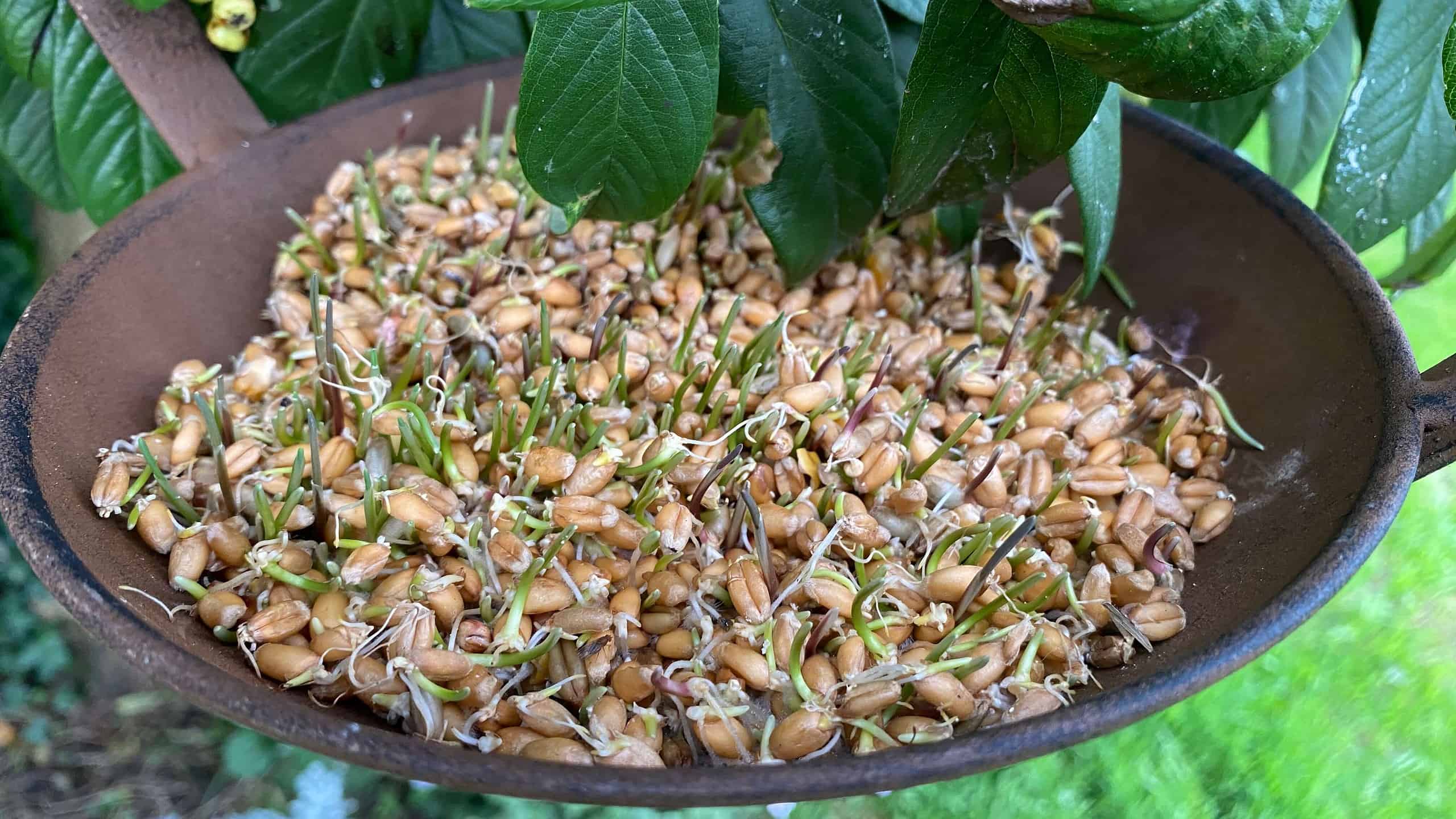 What To Do In The Garden In October garden-in-october-birdseed