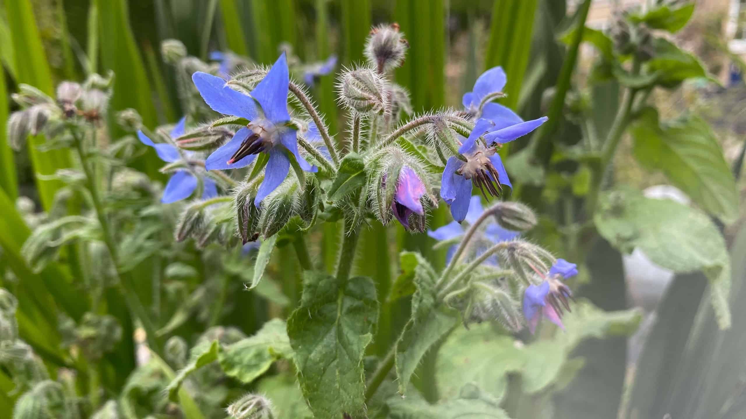 What To Do In The Garden In October garden-in-october-borage