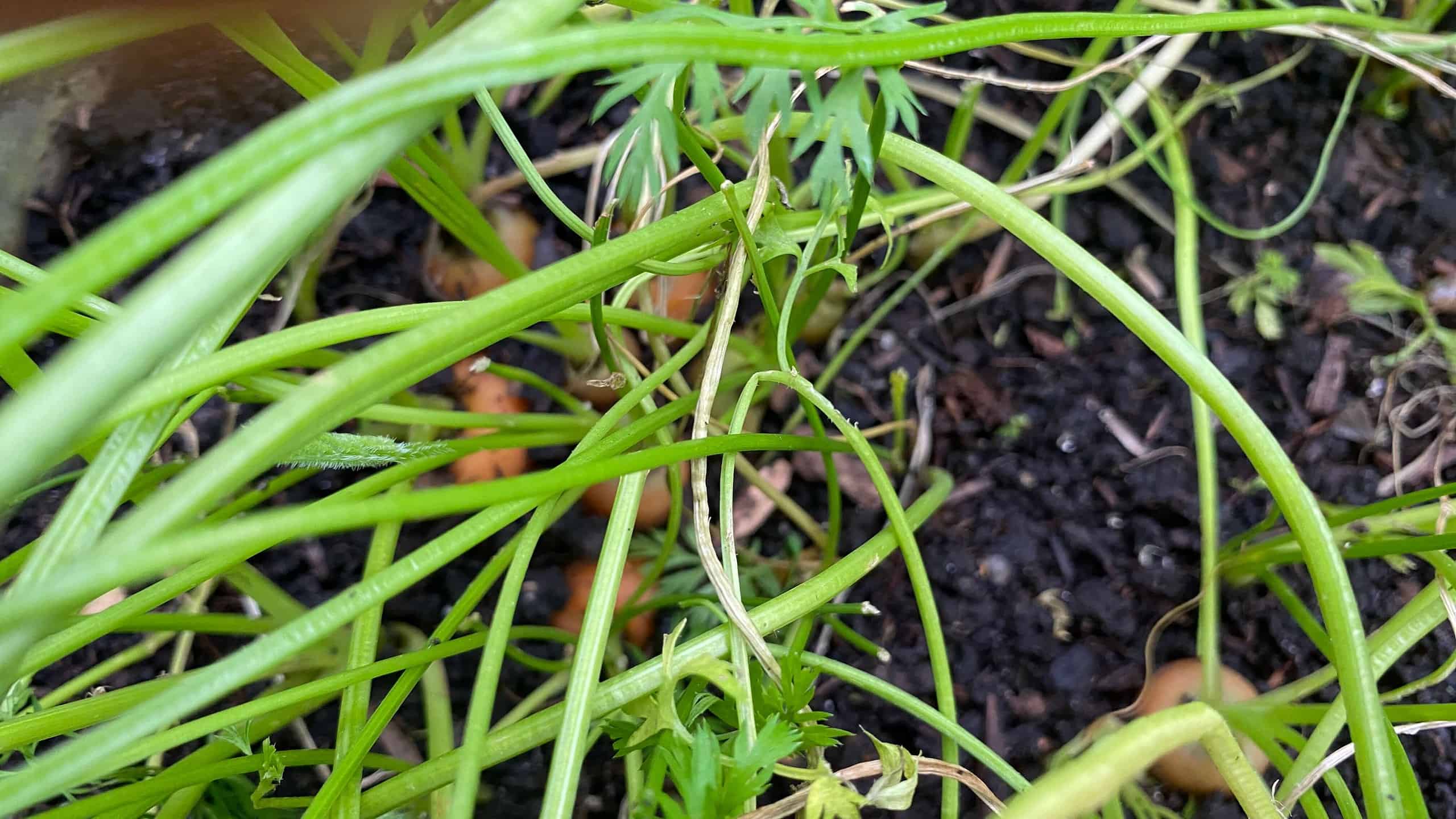 What To Do In The Garden In October garden-in-october-carrots