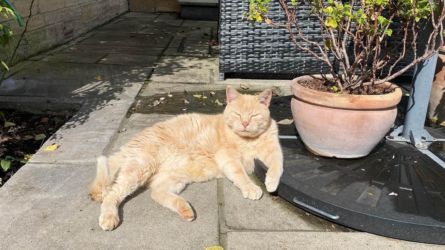What To Do In The Garden In October garden-in-october-cat-ginger