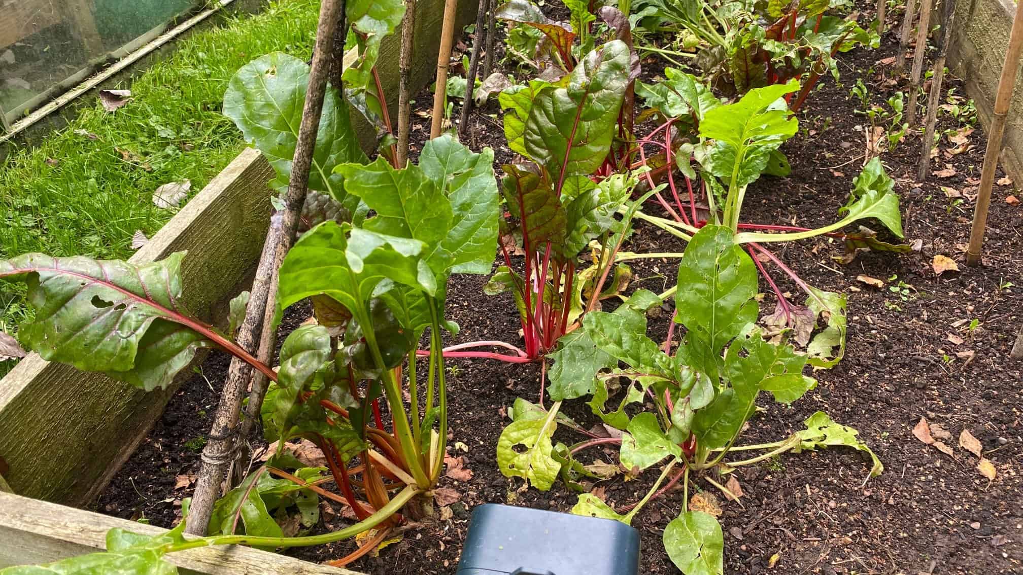 What To Do In The Garden In October garden-in-october-chard