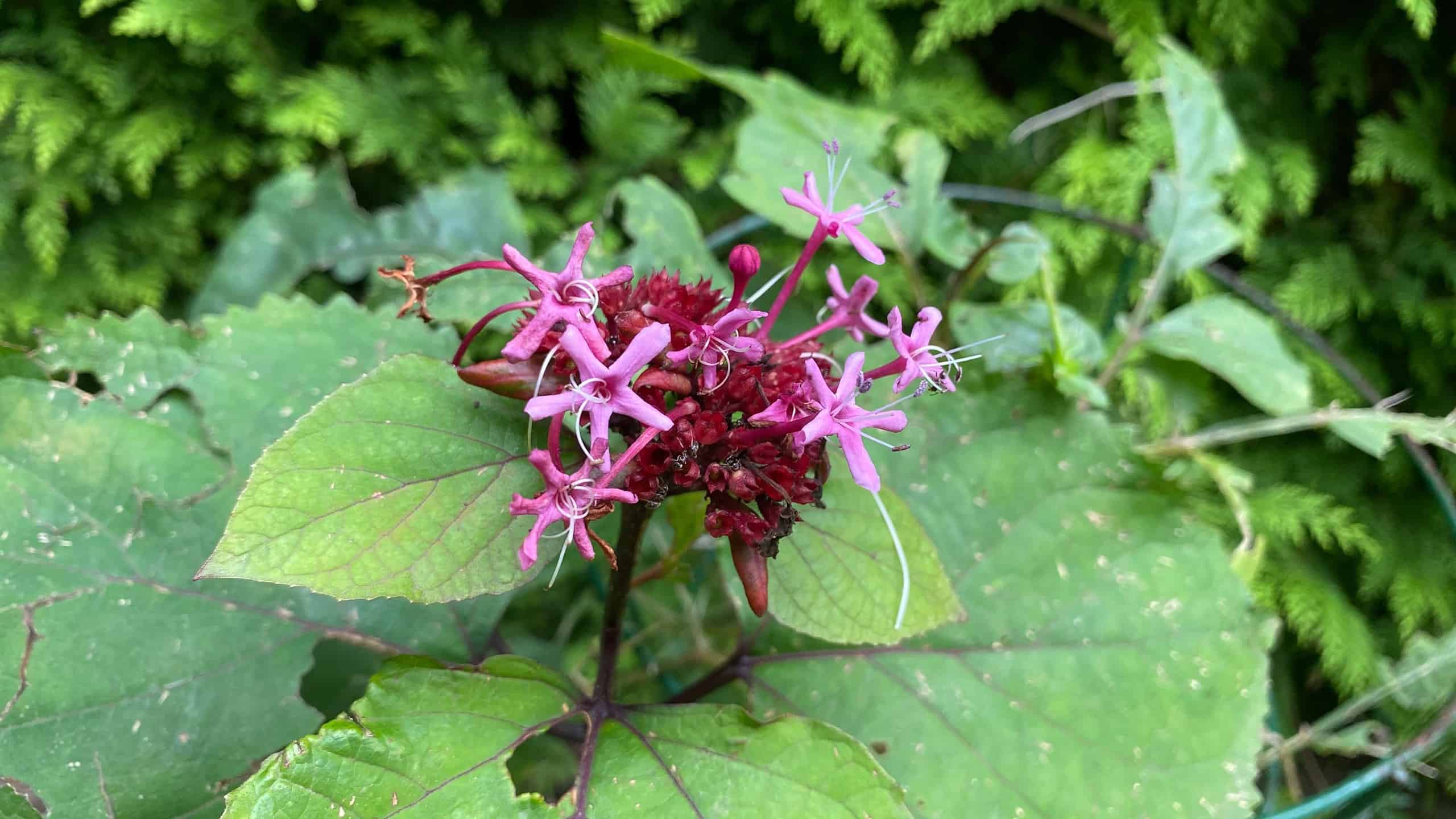 What To Do In The Garden In October garden-in-october-clerodendrum
