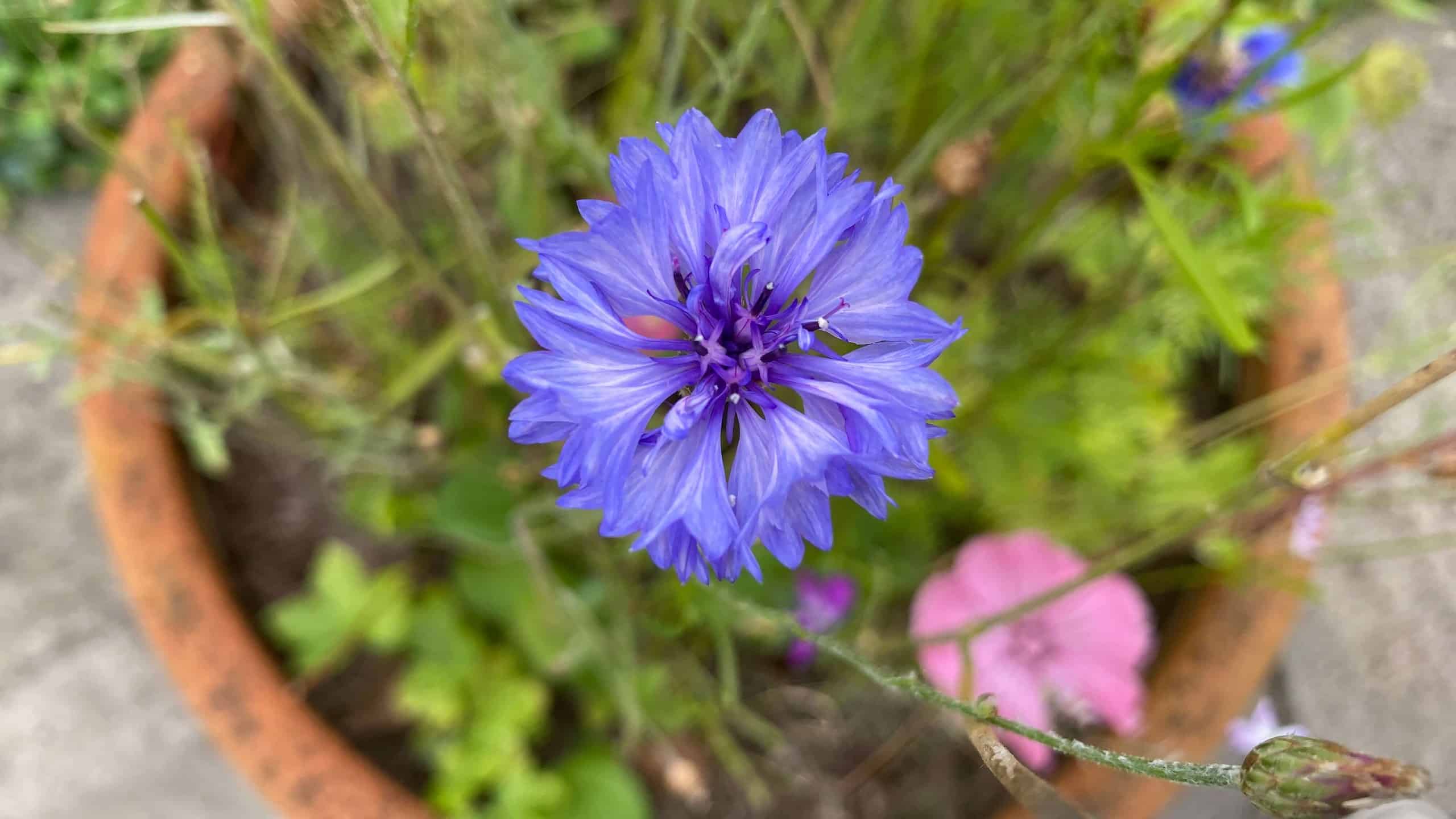 What To Do In The Garden In October garden-in-october-cornflower
