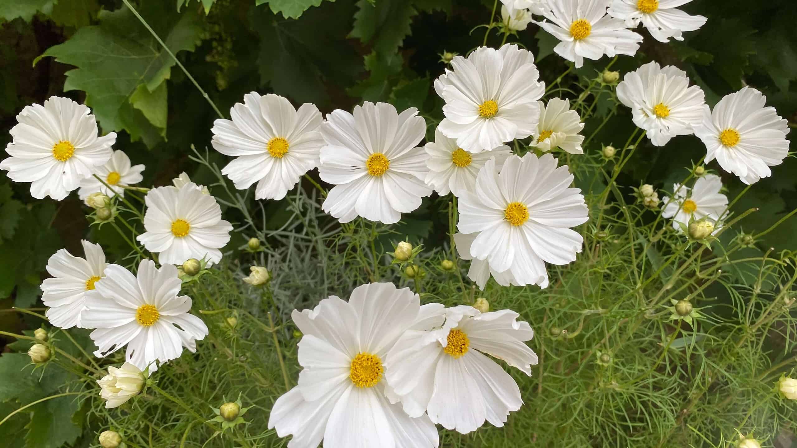 What To Do In The Garden In October garden-in-october-cosmos-white