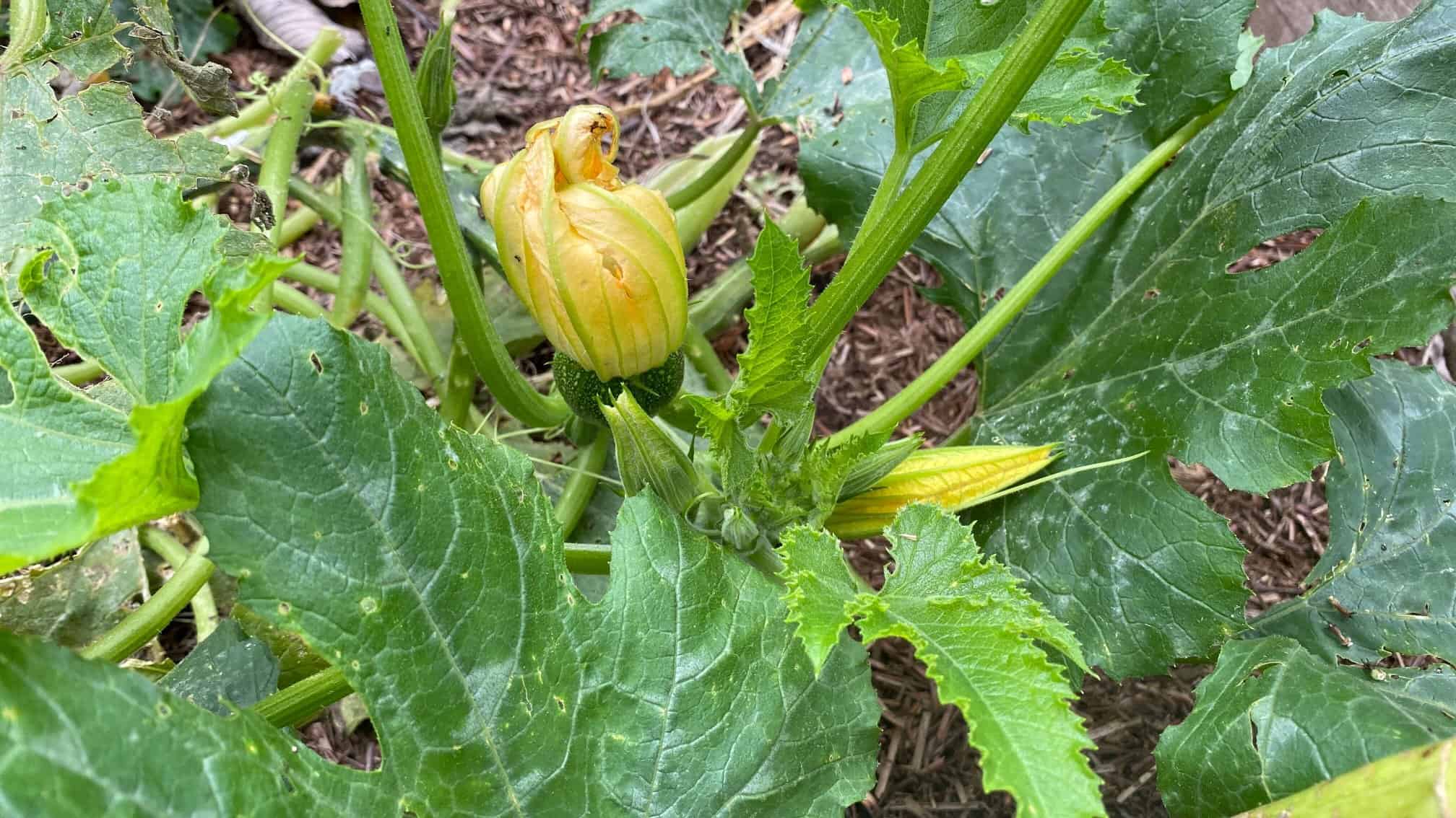 What To Do In The Garden In October garden-in-october-courgettes