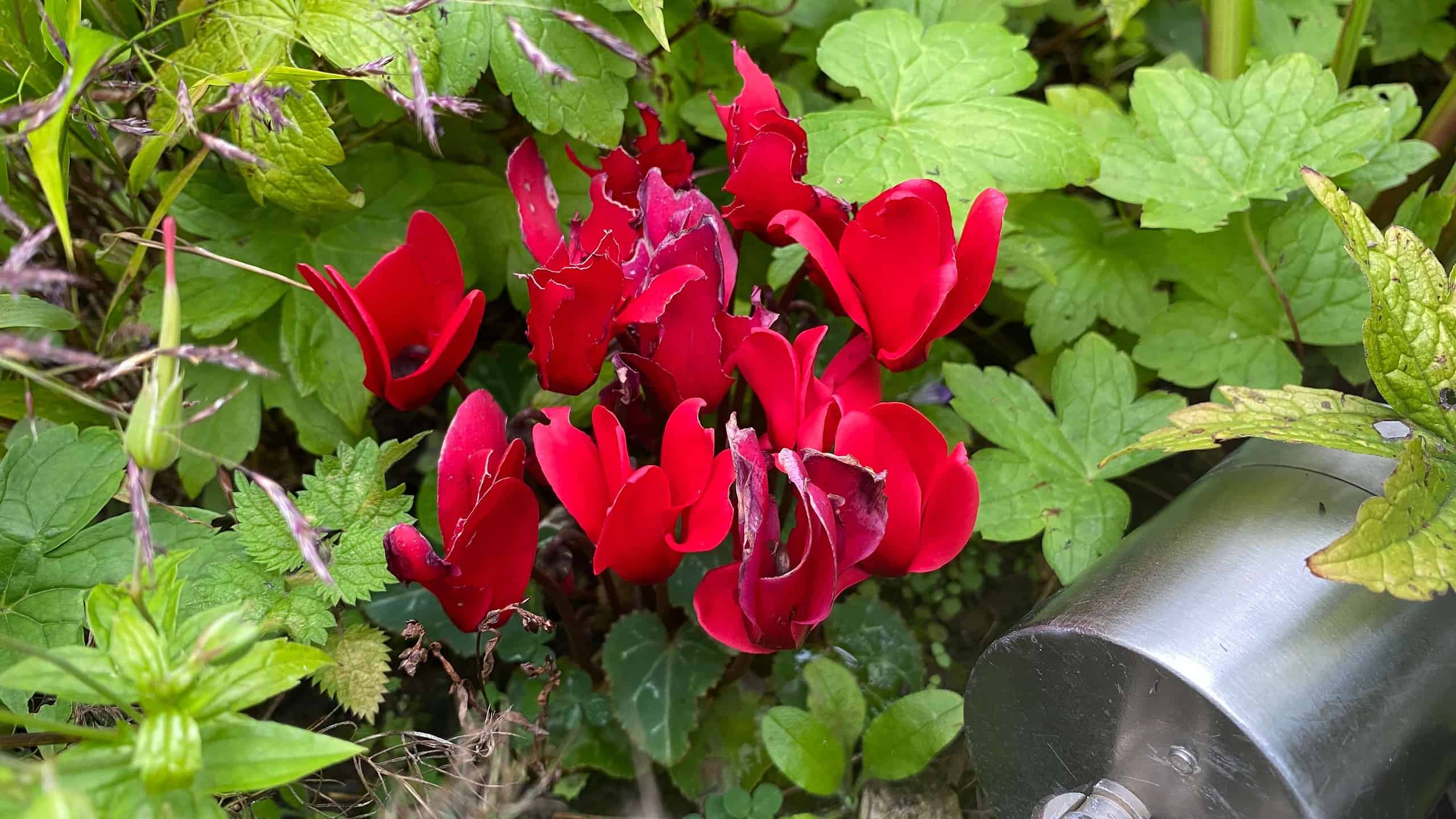 What To Do In The Garden In October garden-in-october-cyclamen-red