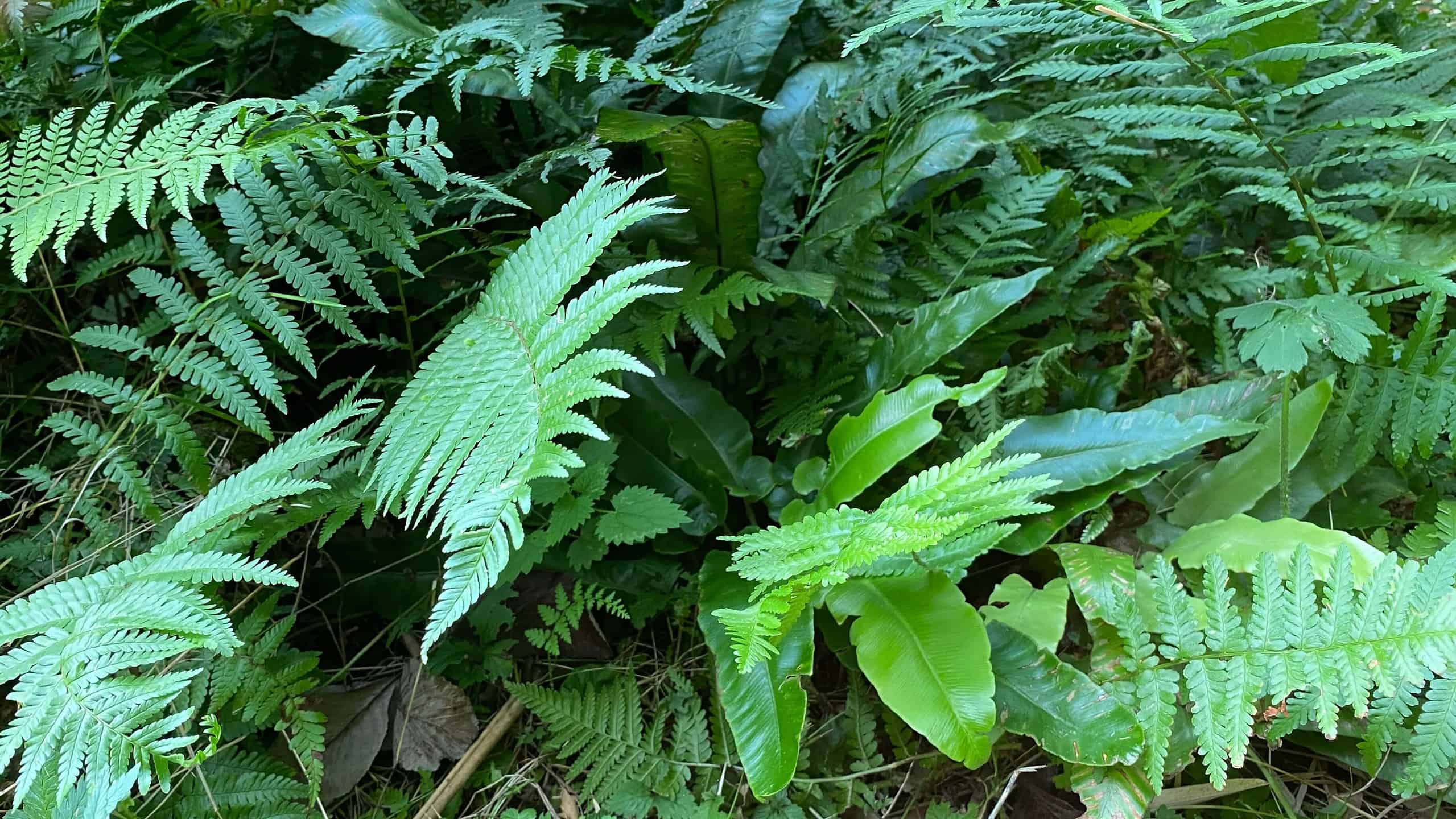 What To Do In The Garden In October garden-in-october-ferns