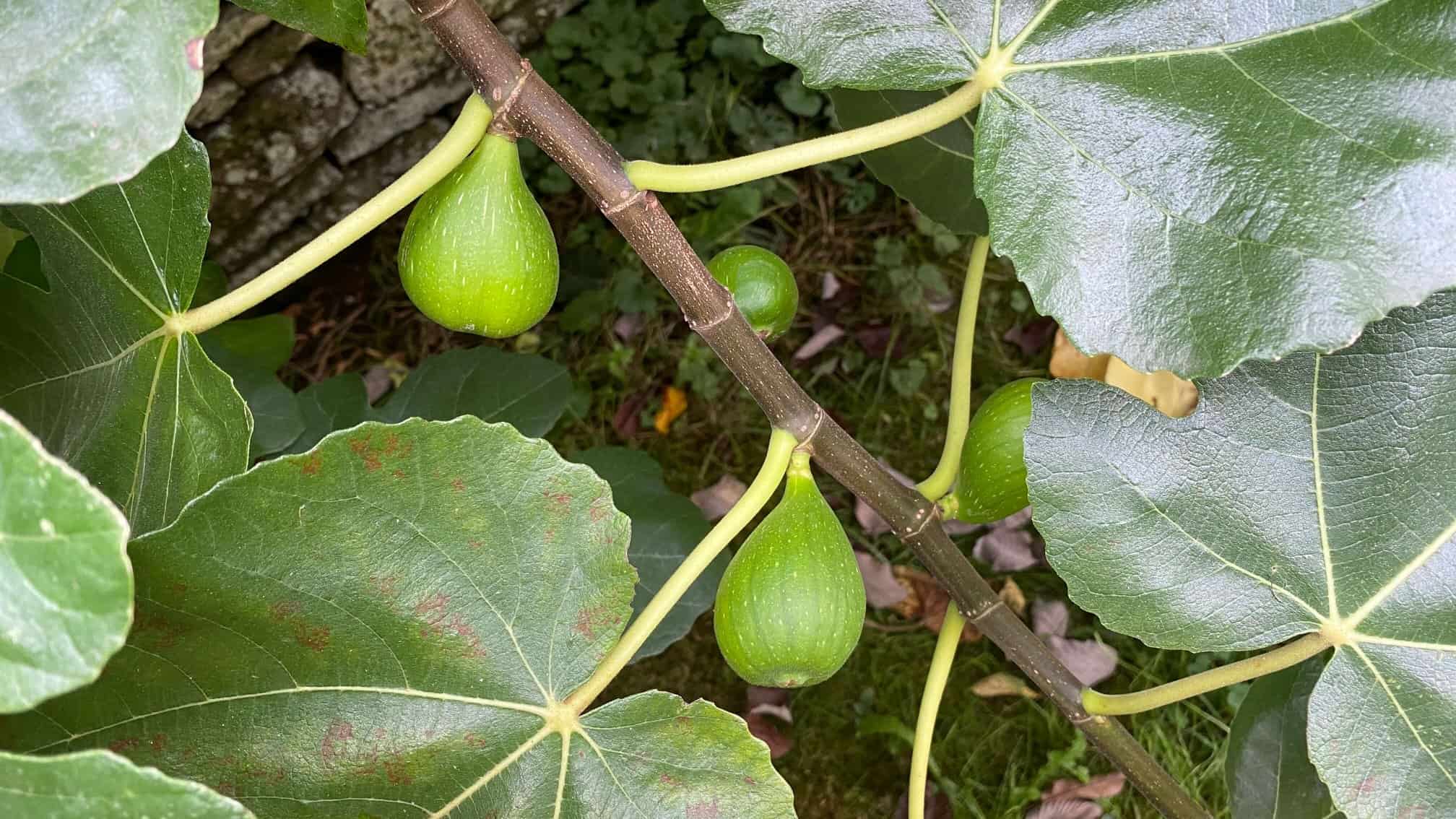 What To Do In The Garden In October garden-in-october-figs