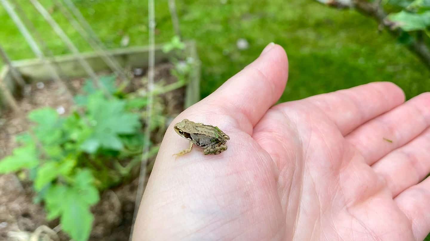 What To Do In The Garden In October garden-in-october-frog
