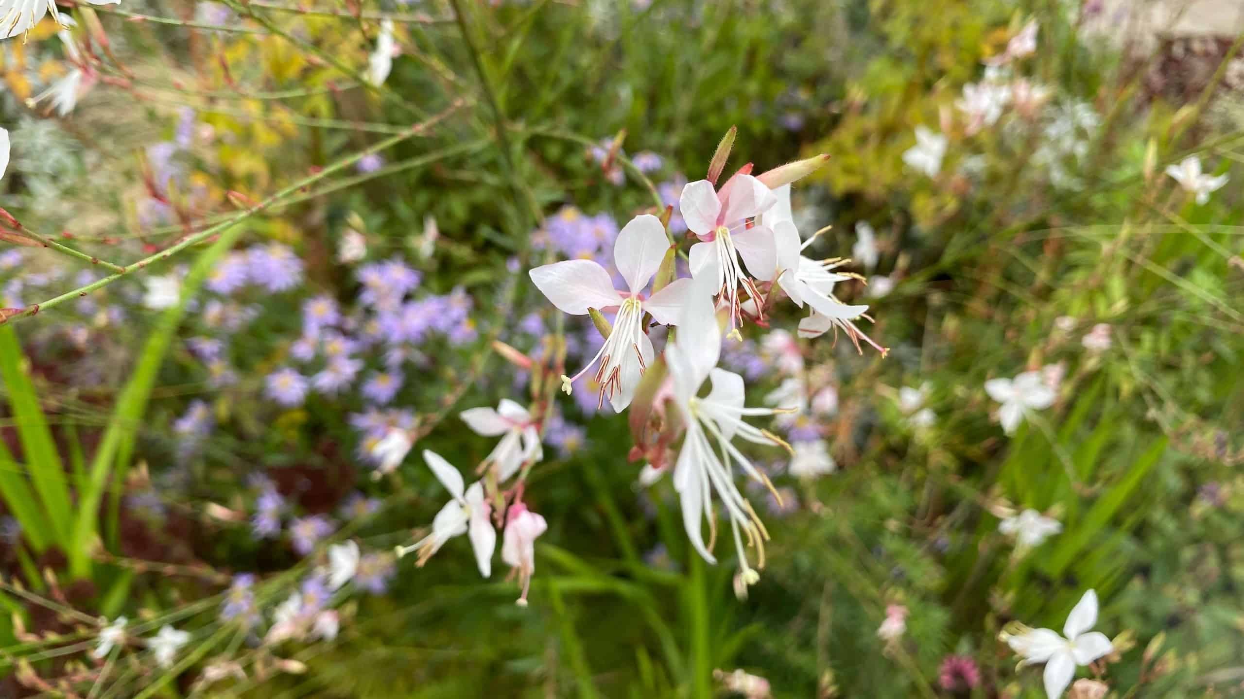 What To Do In The Garden In October garden-in-october-gaura-lindheimeri