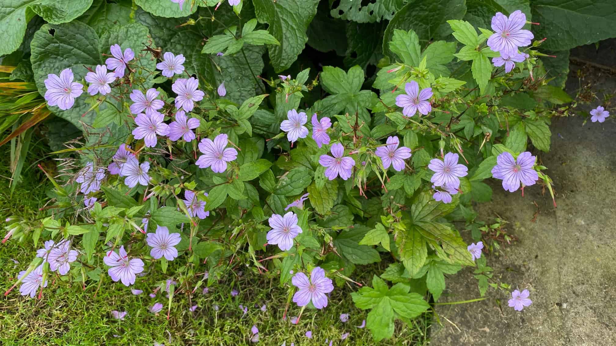 What To Do In The Garden In October garden-in-october-geranium-nodosum