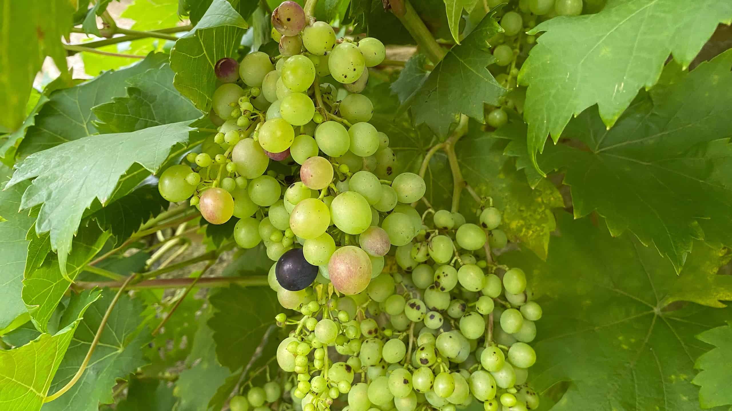 What To Do In The Garden In October garden-in-october-grapes