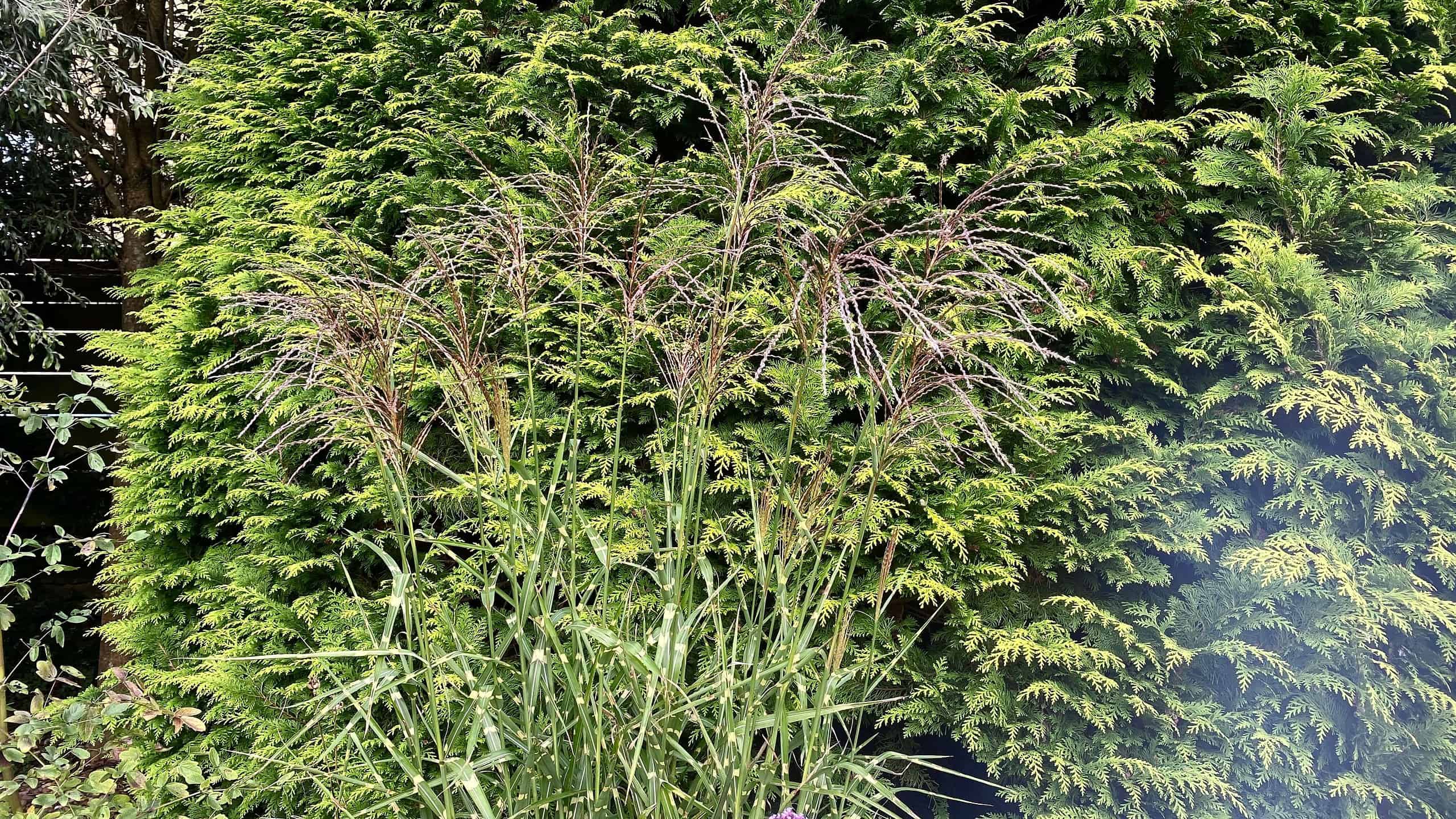 What To Do In The Garden In October garden-in-october-grasses