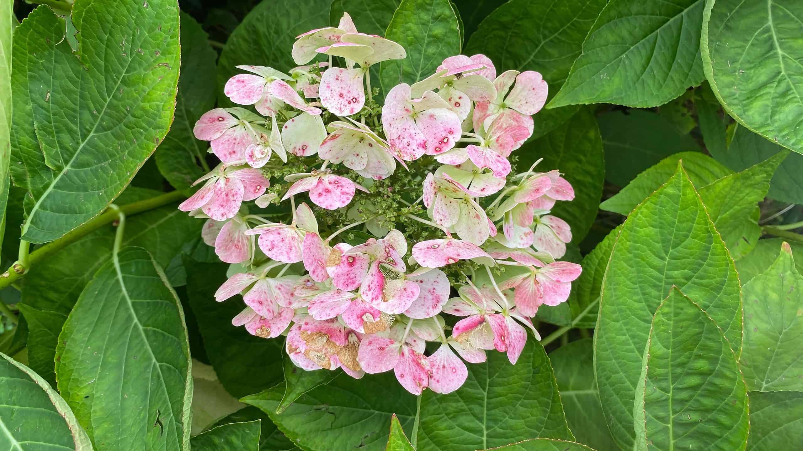 What To Do In The Garden In October garden-in-october-hydrangea