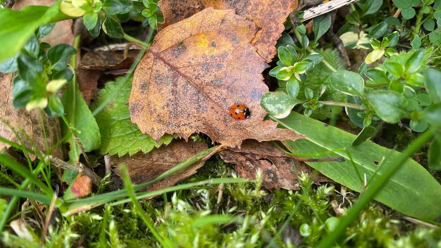 What To Do In The Garden In October garden-in-october-ladybird